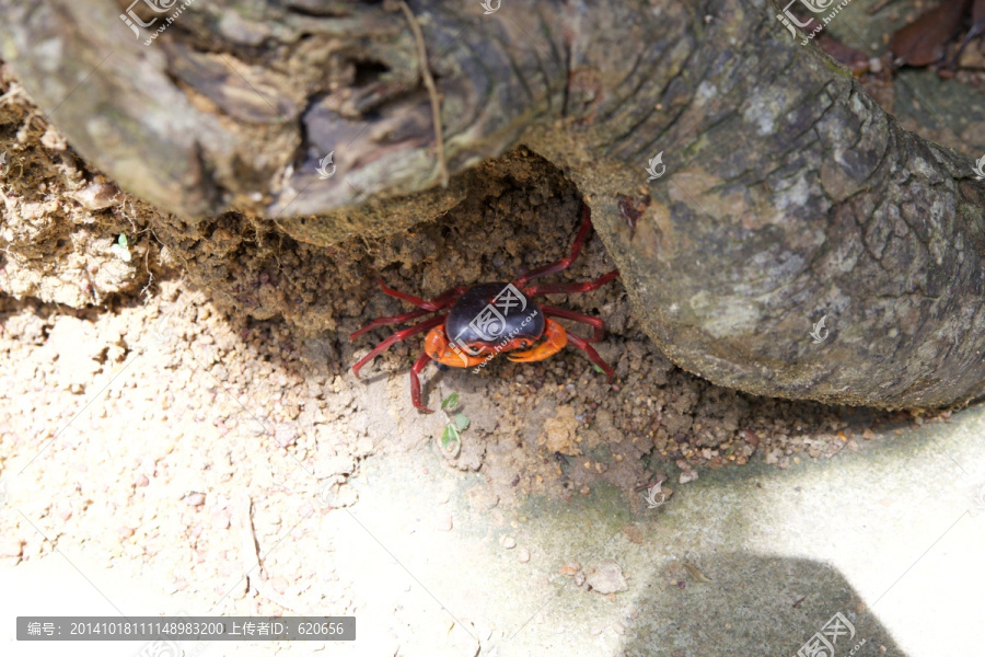 红色小螃蟹