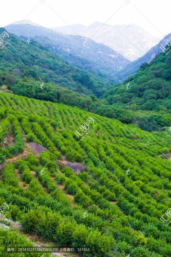 高山茶场
