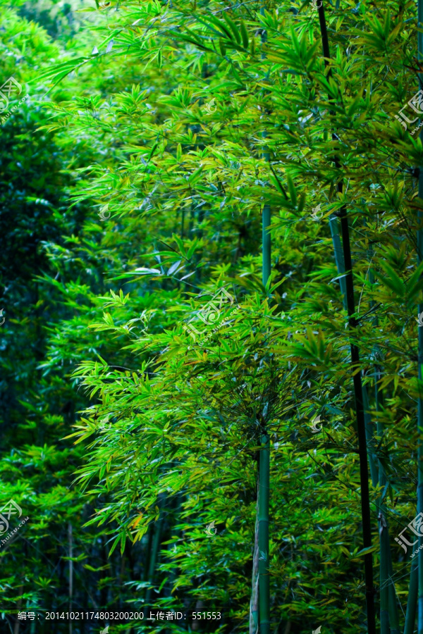 竹林
