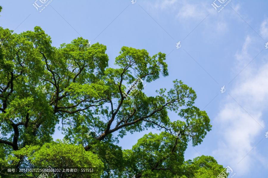 树枝