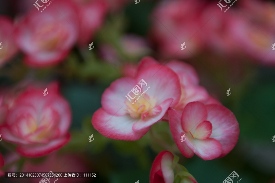 海棠花