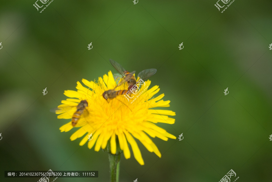 蜜蜂
