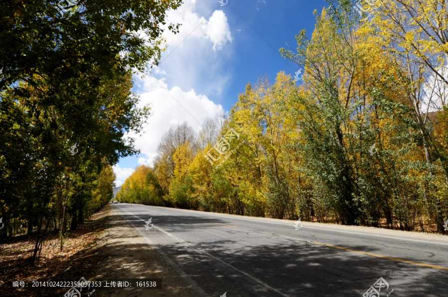 秋色中的树木和道路,公路