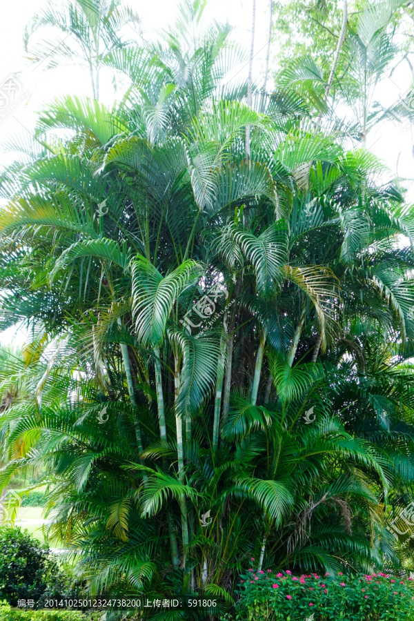 凤尾竹林