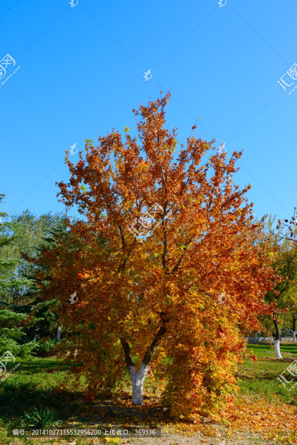 秋日的枫树