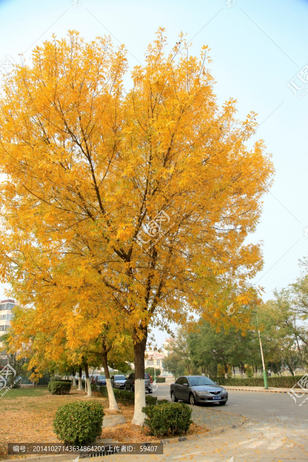 秋天的树,黄叶
