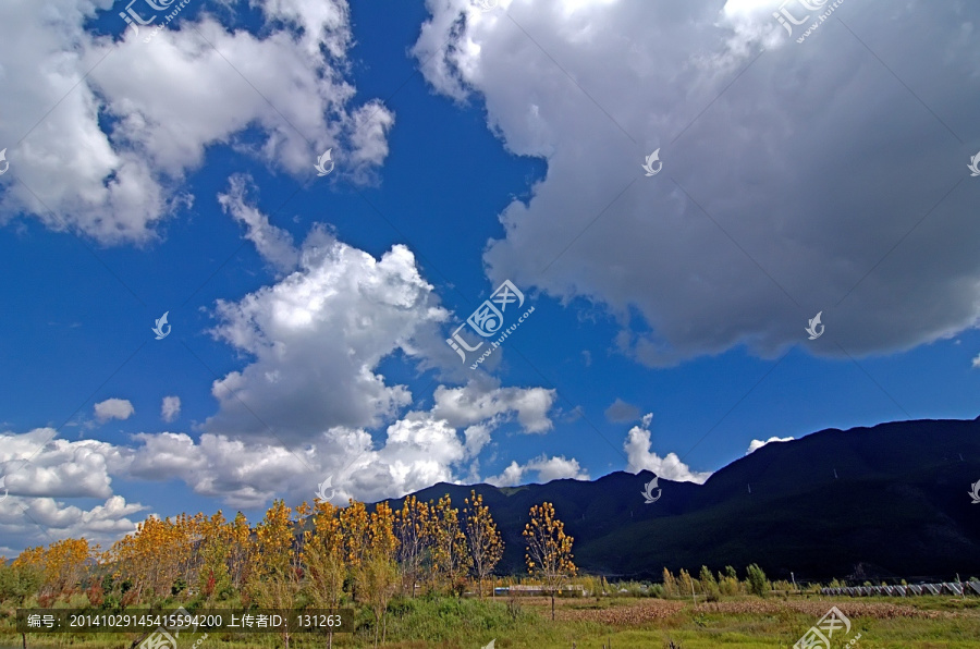 云南丽江蓝天白云银杏树风景