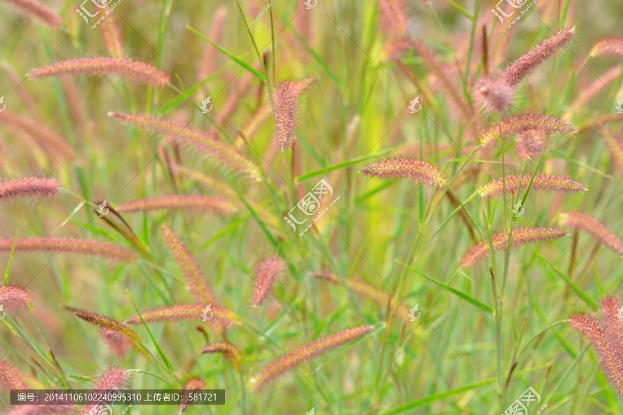 狗尾巴草