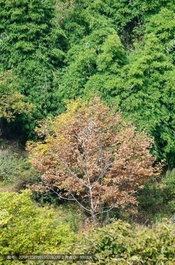 秋日山野