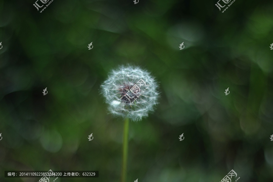 蒲公英