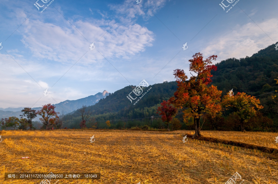 大别山红叶