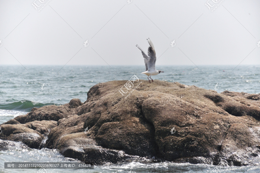 海鸥