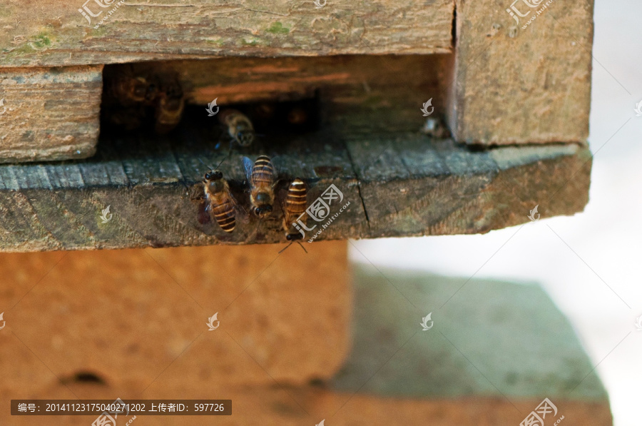 蜜蜂饲养箱