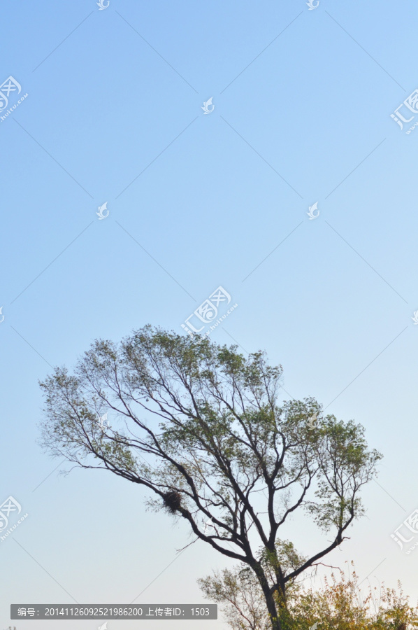 大树