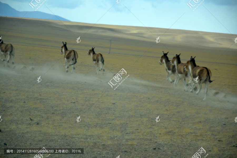藏北风光,奔跑的藏野驴