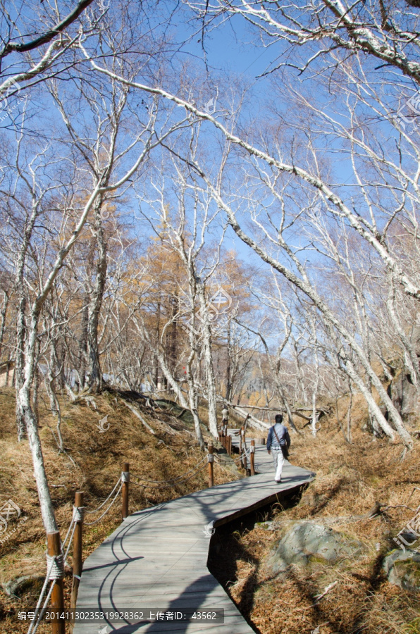 长白山,桦木林,森林