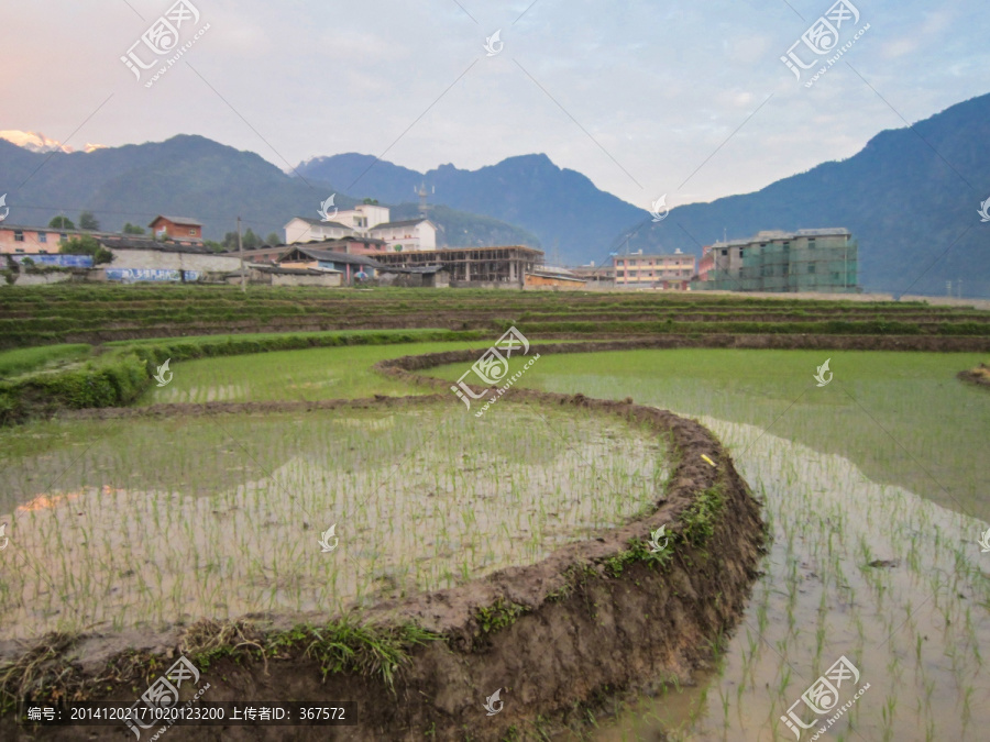 田园风光,农田,梯田,水田