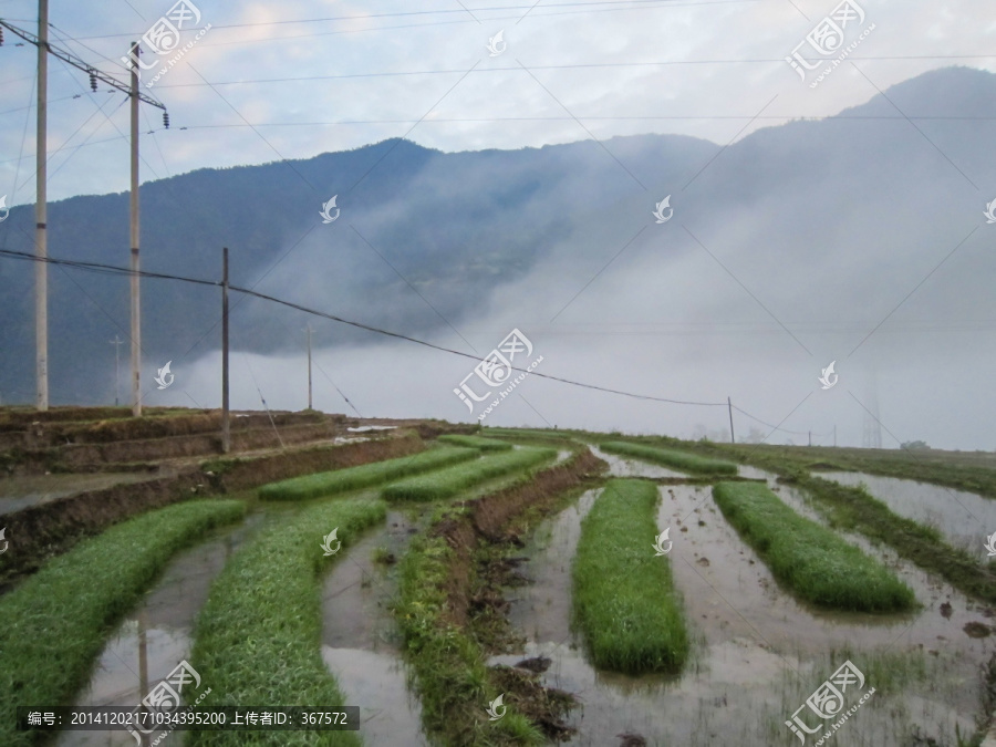 田园风光,梯田,水田