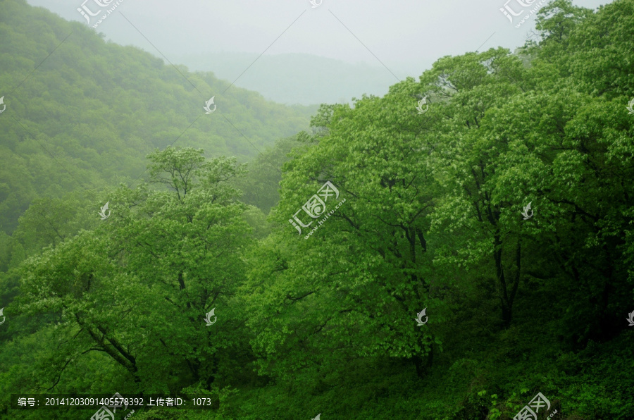 雨中山与树林