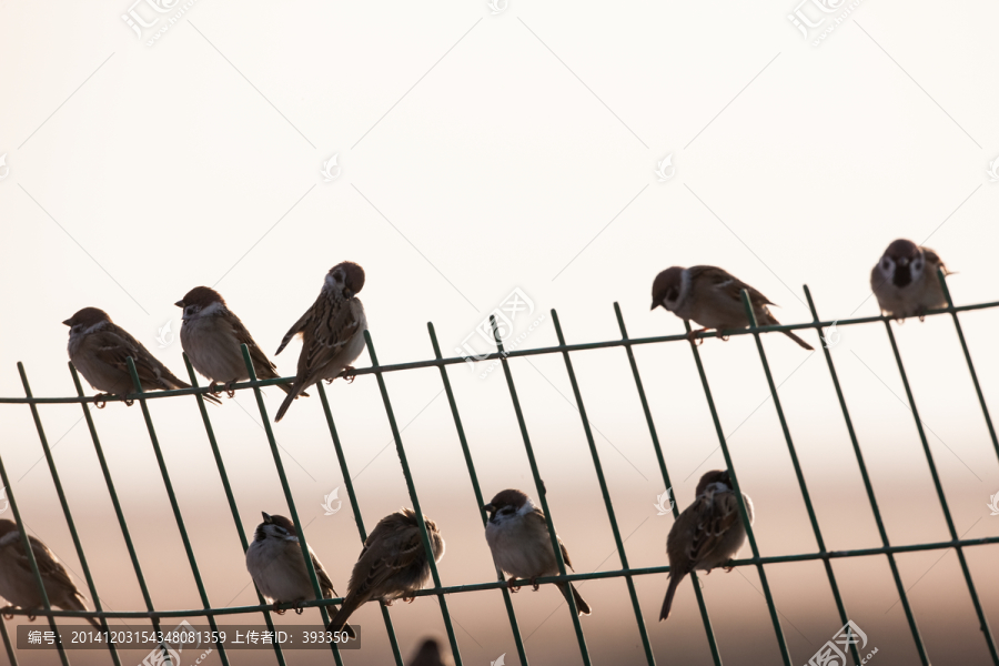 栅栏上的一群麻雀