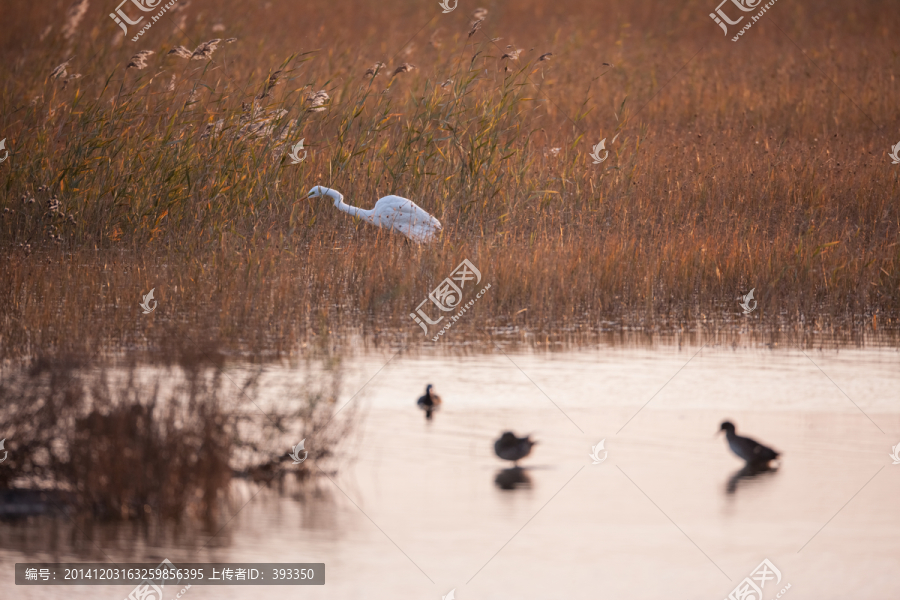 湿地芦苇荡中觅食的大白鹭