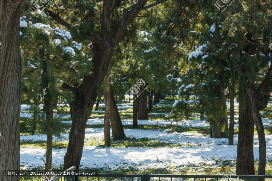 天坛松林雪景