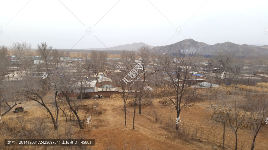 东北,黄土,高坡,大树,树枝
