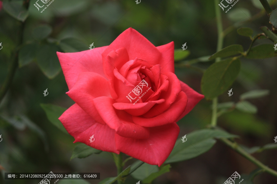玫瑰花