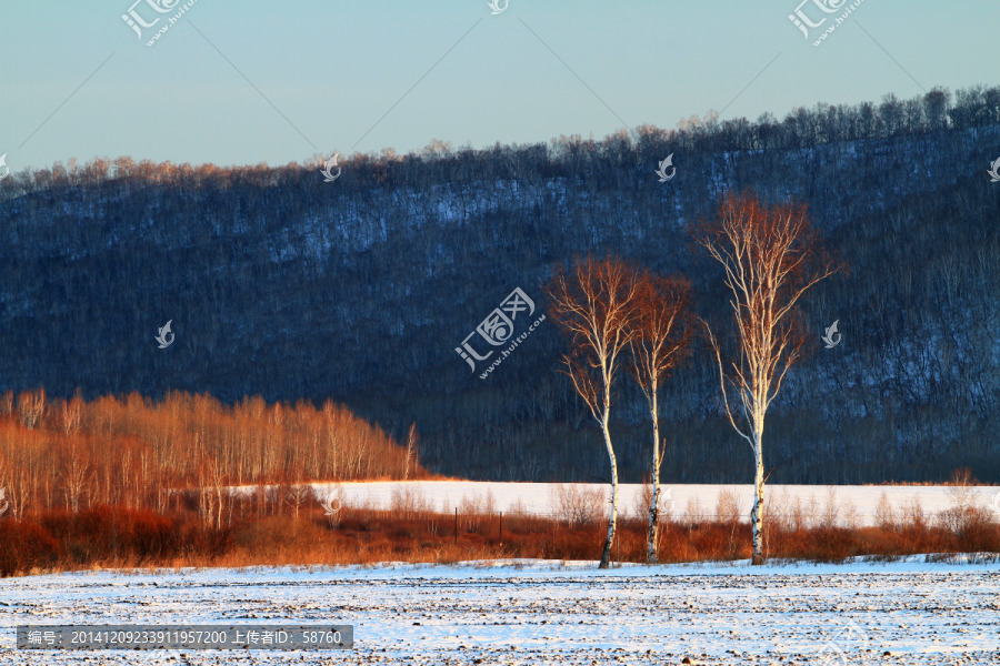 雪野白桦树