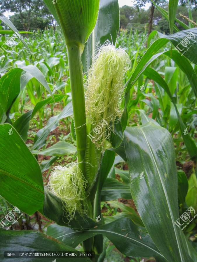 玉米抽穗,苞谷,玉米棒子
