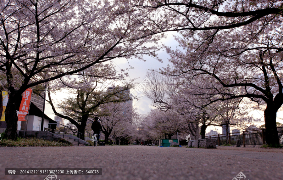 日本大阪公园樱花