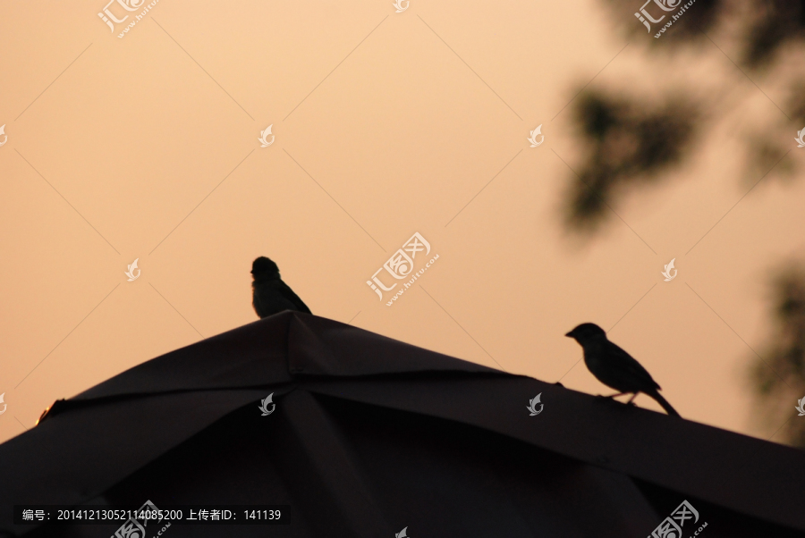 麻雀,鸟,夕阳下的麻雀,鸟类