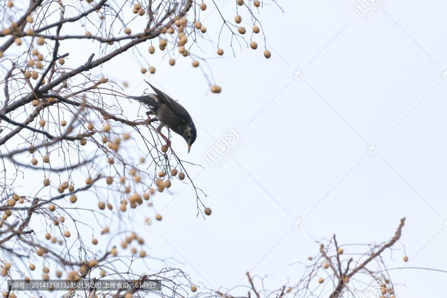 灰椋鸟