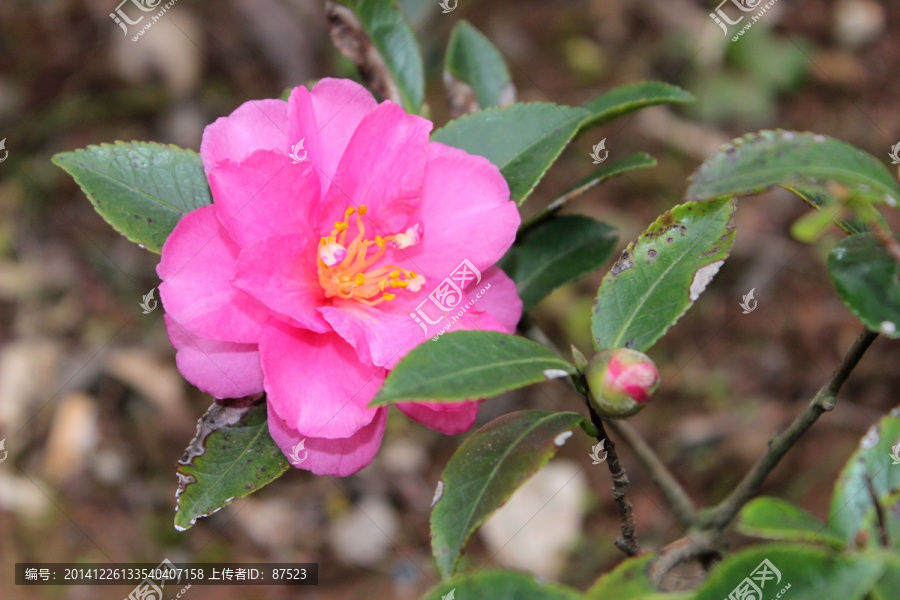 茶花