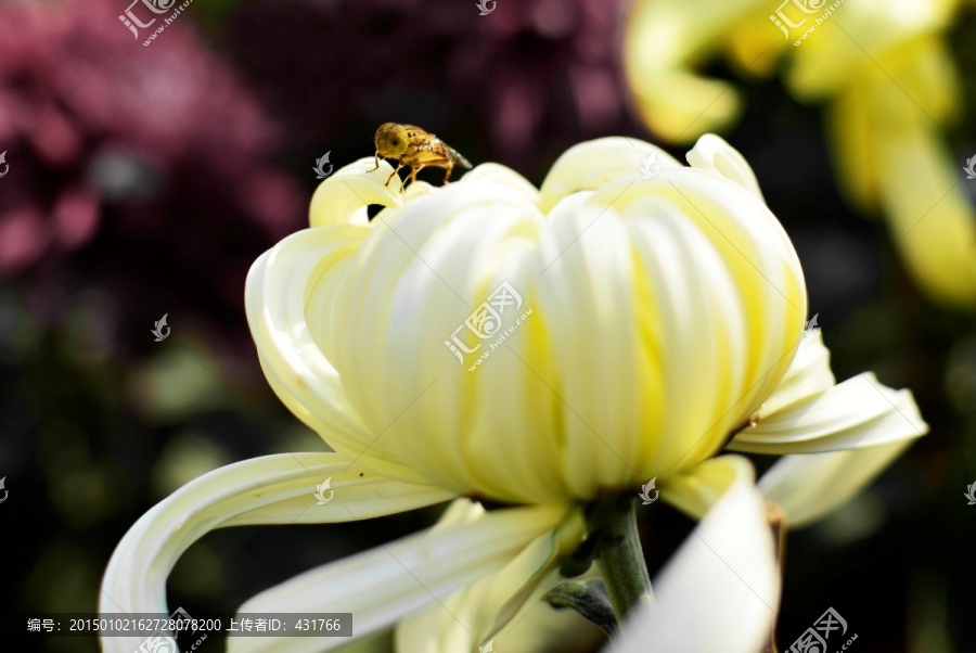 花瓣上的蜜蜂