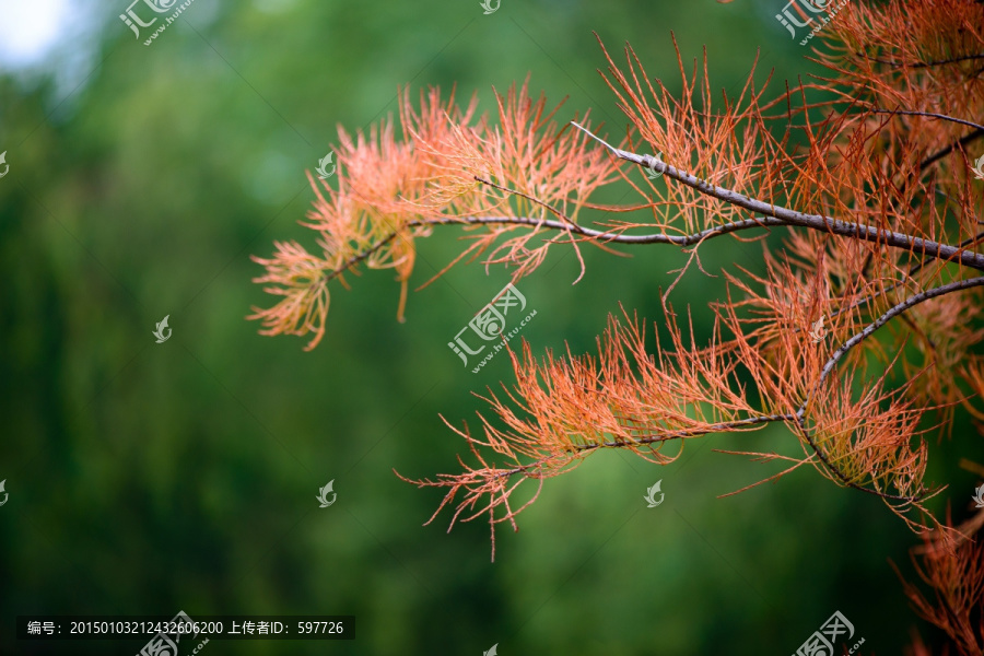 红色水杉叶
