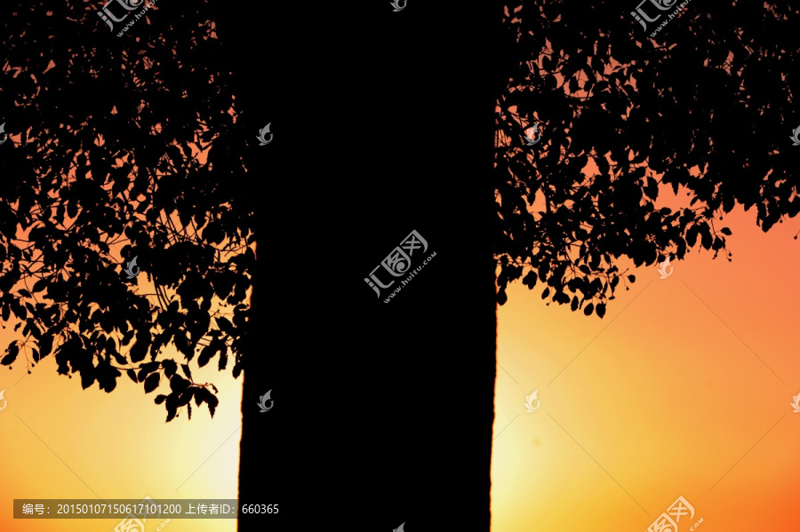 黄昏红霞中的大树