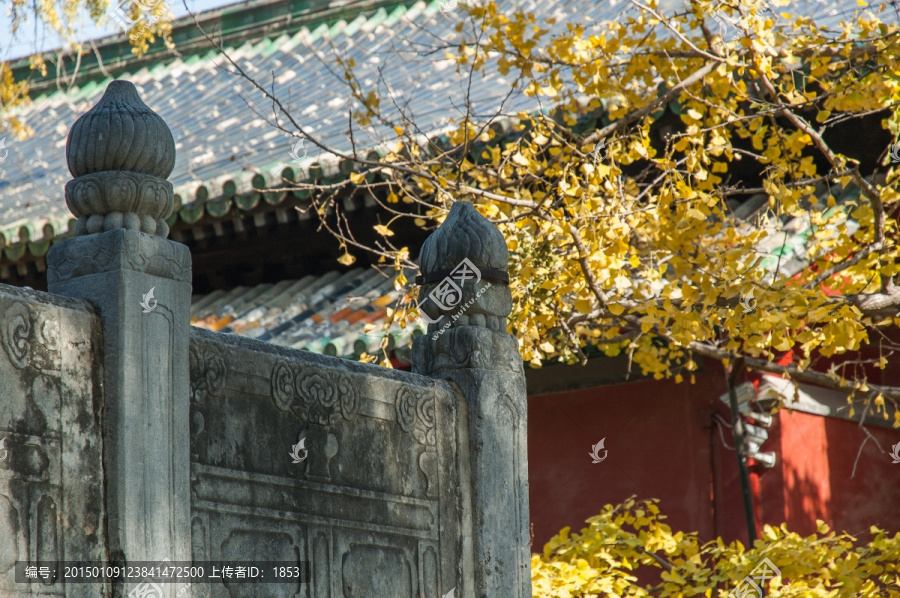 大觉寺秋色