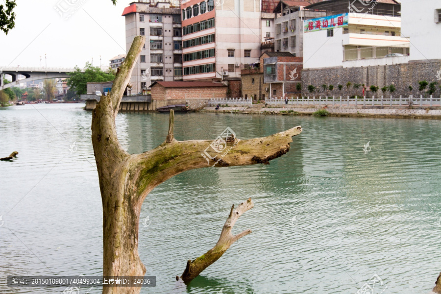 百色澄碧河畔,水中的树