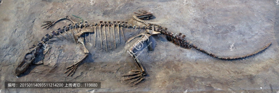 达坂吐鲁番鳄化石