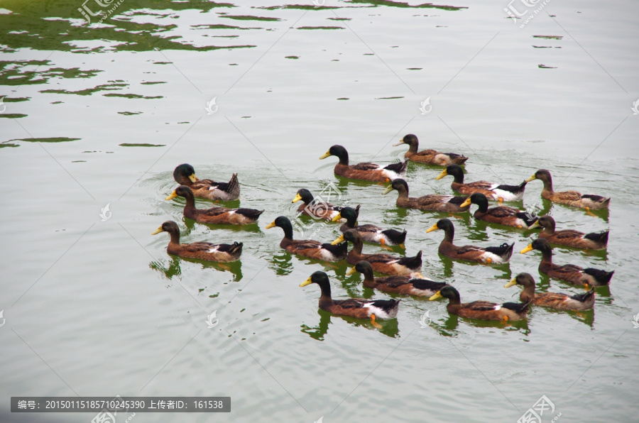 池塘中一群鸭子,绿头鸭