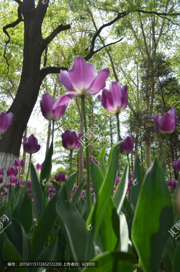 仰视的紫色郁金香花