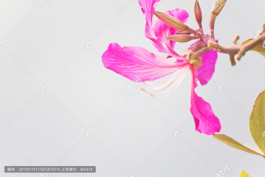 紫荆花,红花羊蹄甲