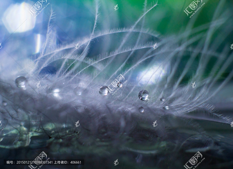 羽毛上的水珠