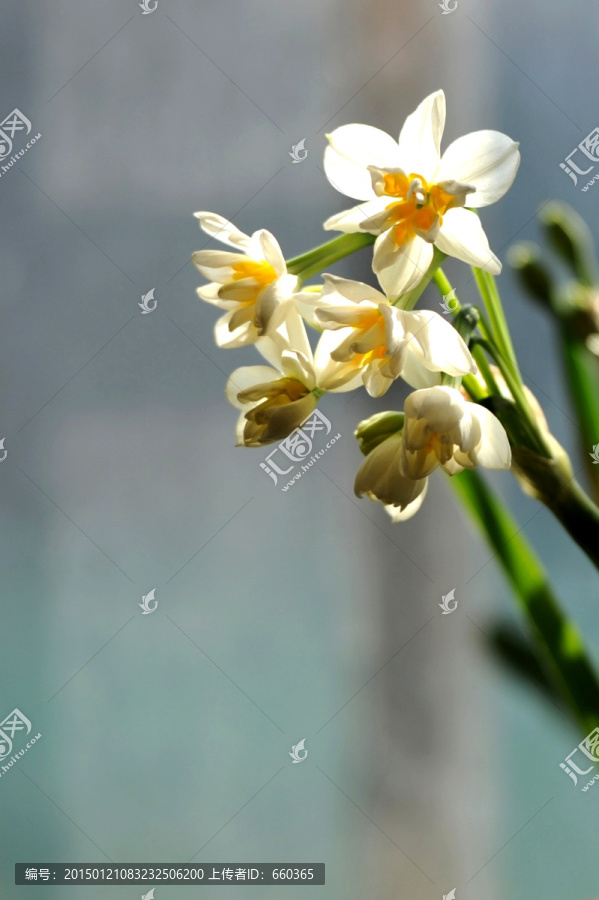 水仙花,植物