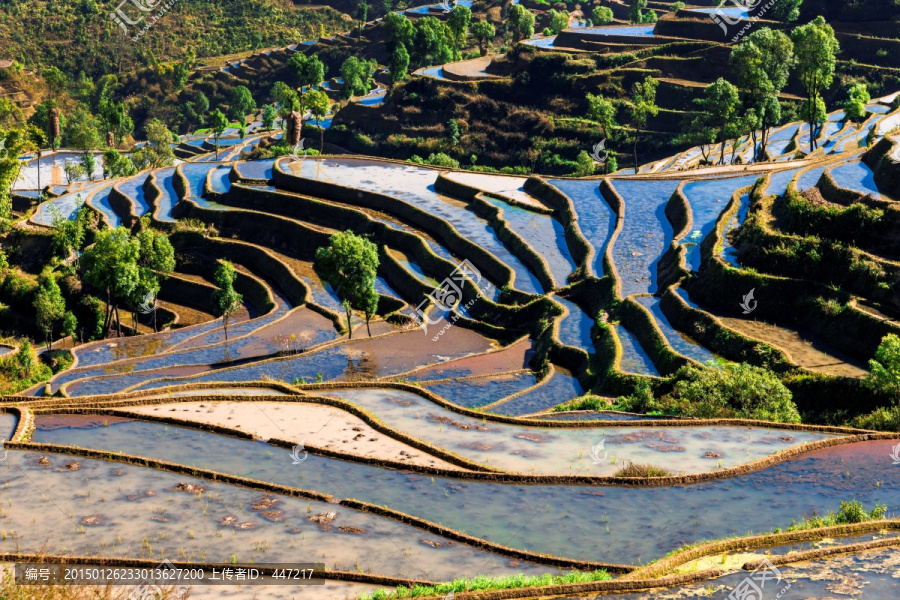 红河杨柳梯田