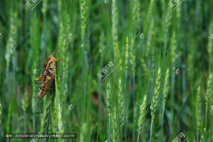 小麦与蚱蜢