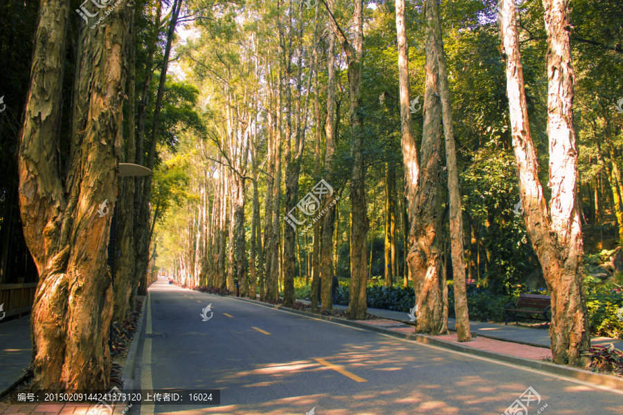 林荫道路