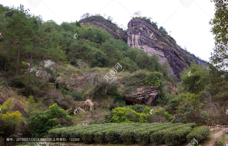 武夷山,武夷山茶园