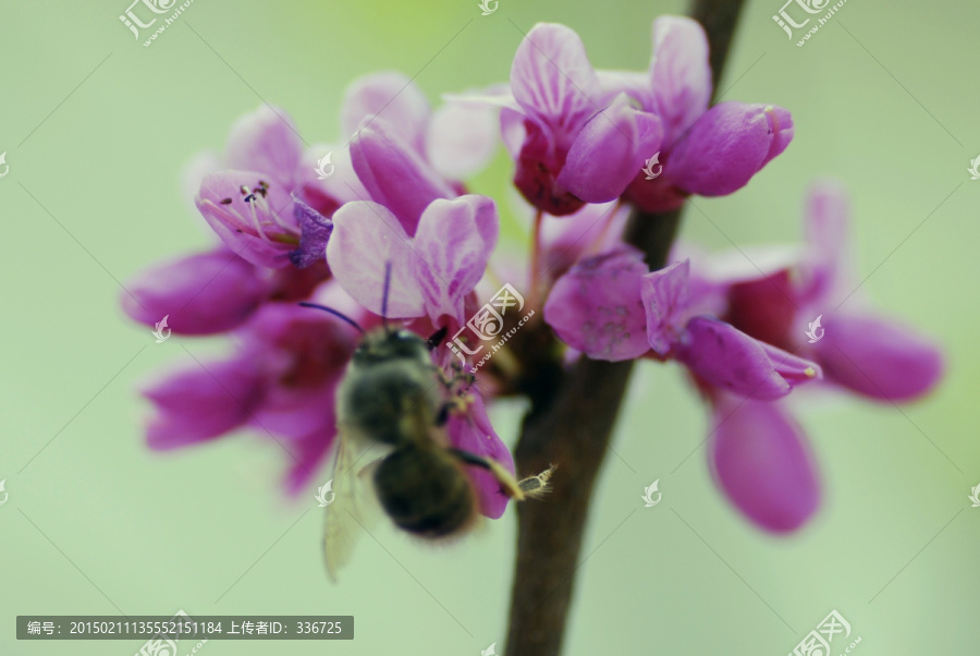 紫荆和蜜蜂